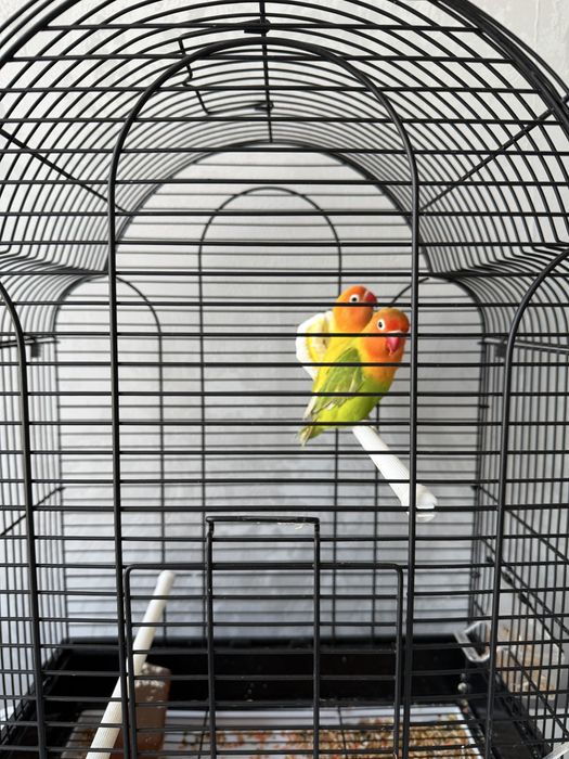 Продам попугаев неразлучников (Lovebirds