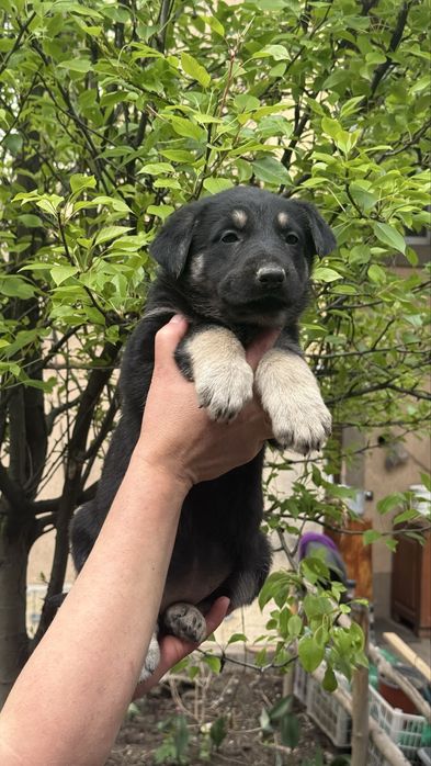 Щенки восточно европейской овчарки