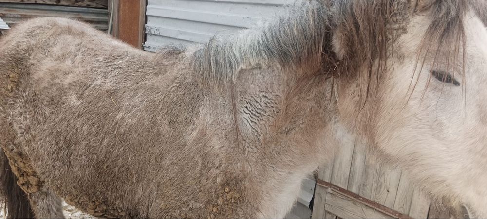 Байтал Кобыла Лошадь Жылқы