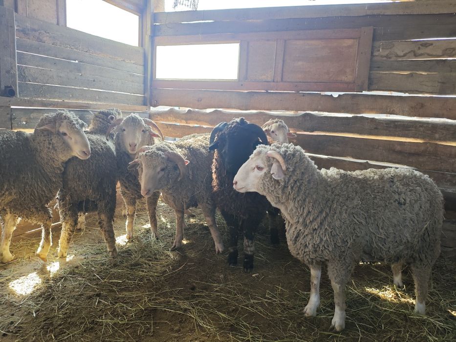 Кой токты сатылымда,