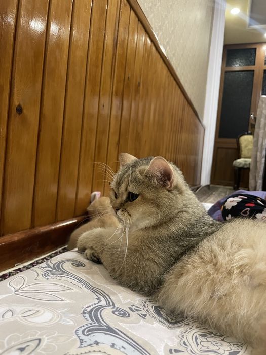 Британская золотая шиншилла