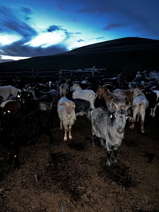 Vând oi și capre productive si tinere