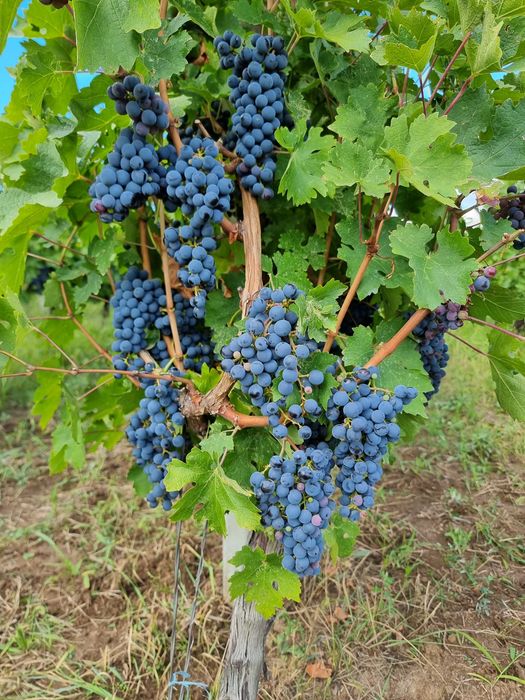 Struguri pentru Vin - Cabernet Sauvignon