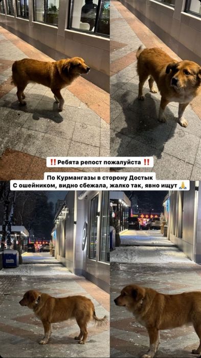 Потерялась собака, с ошейником