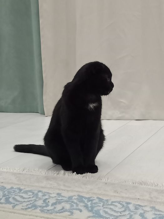 Одам котенка Веслоухий в добрые руки