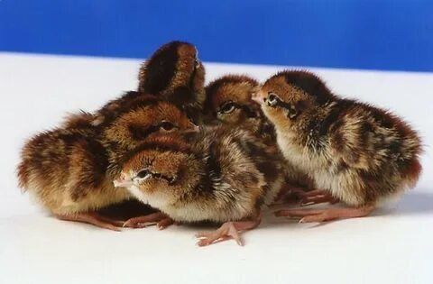 Цесарка sisarka jojalari bor