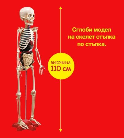 Скелет човешкото тяло
