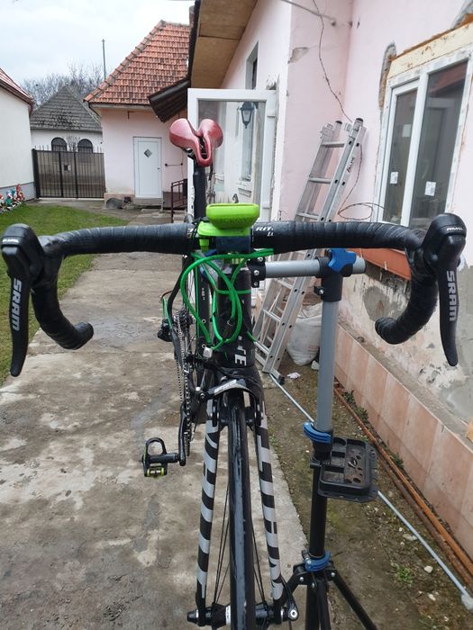 Cursiera carbon.