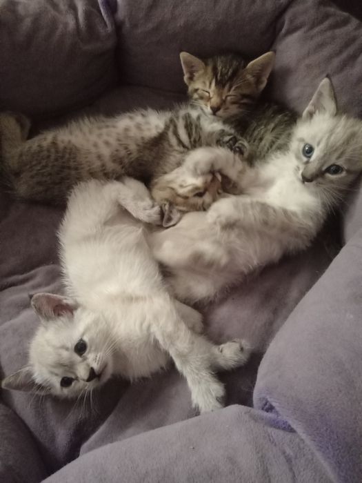 Котята, в добрые руки .умные