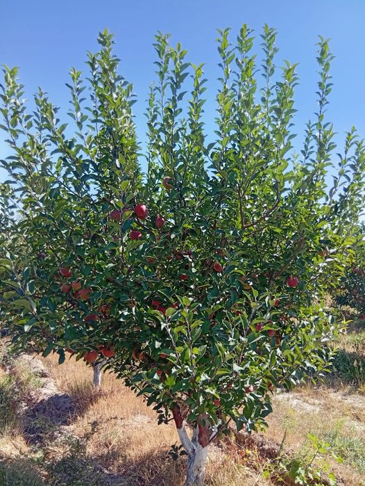 Яблоневый сад - готовый бизнес