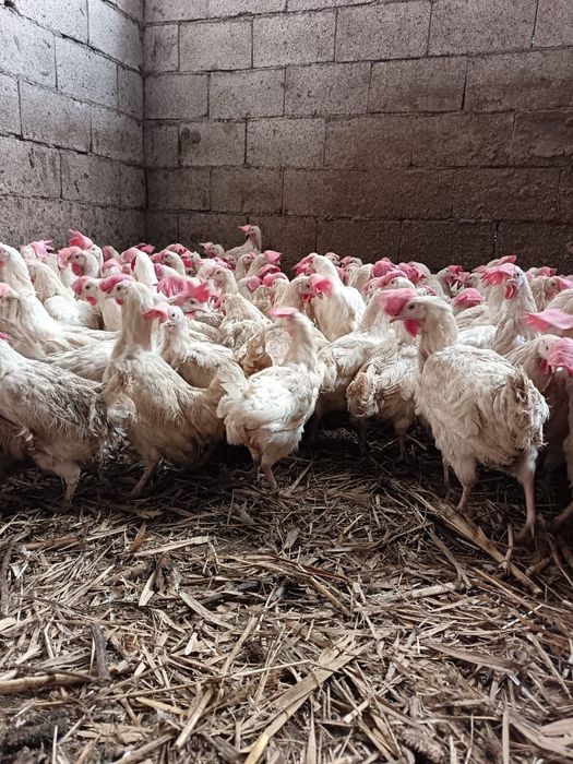 Легорны куры несушки декалбы