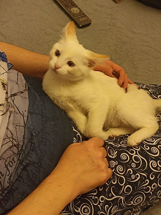 Отдадим котенка срочно