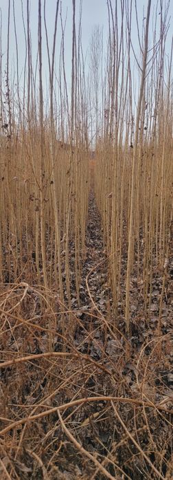 Терак кучат бор оптим сотлади  оладиган одамга келиштириб берамиз