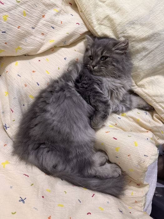 Отдадим кошечку в любящие руки