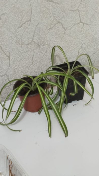 Продам комнатные цветы