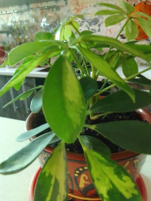 Цветы в горшках.