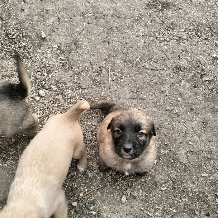 Отдам щенят в добрые руки