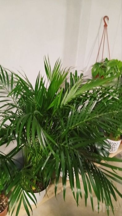 Xona guli .Dipsus palmasi  .