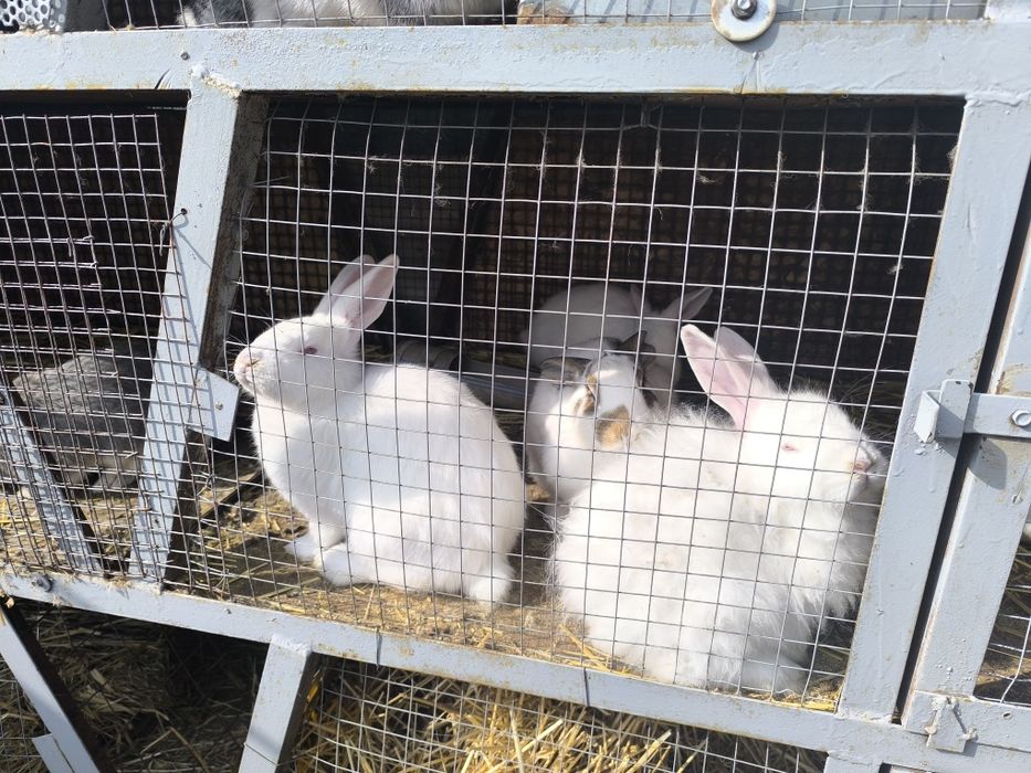 Продам мини ферму с кроликами!