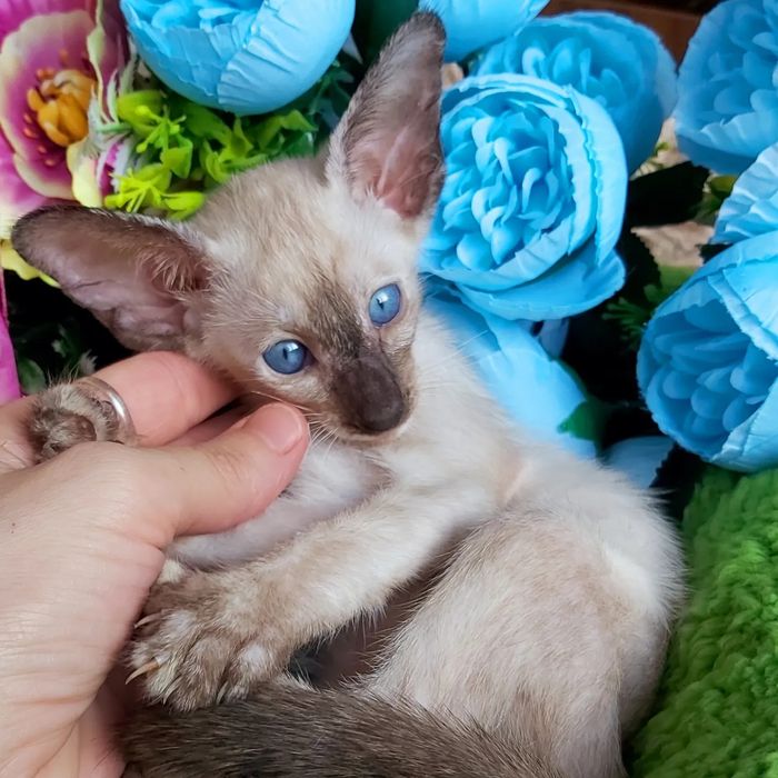 Ориенталы и Сиамы .  Котята