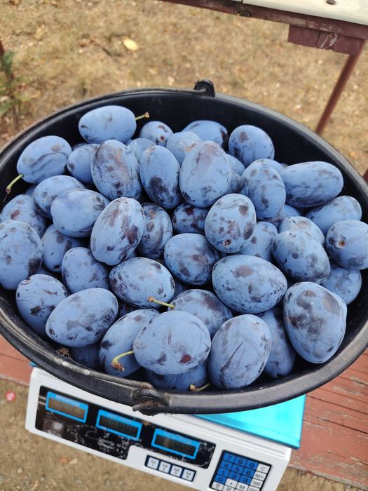 Prune Stanley de vânzare