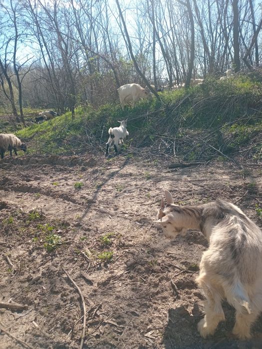 Miei si iezi sunt crescuti natural