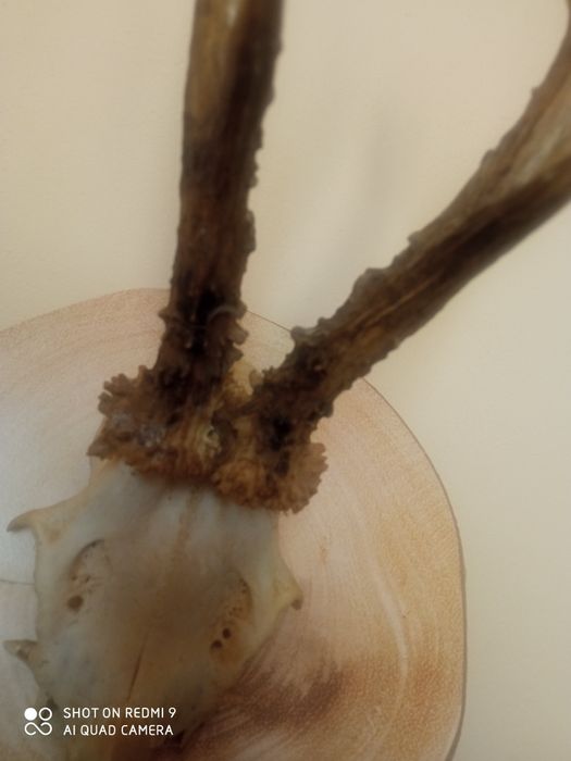 Рога от  сръндак