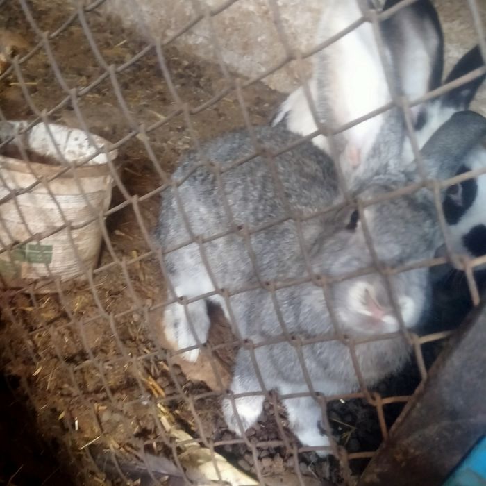 Зайцыы Қояндарр.