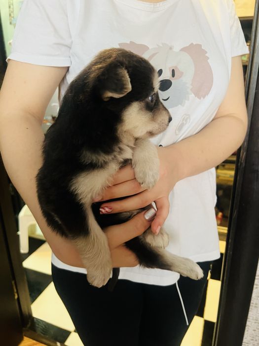 Щенок хаски. Девочка.