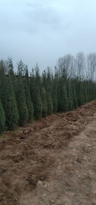 Стречка сотлади манзил сурхондарйо денов