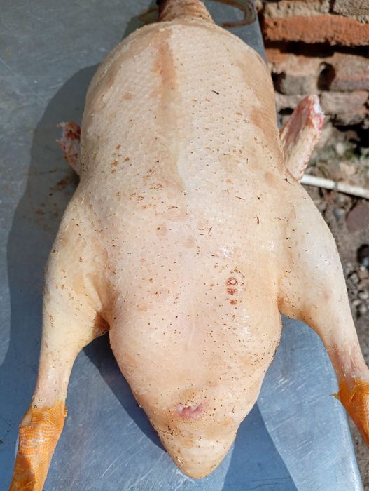 Rață pentu gatit