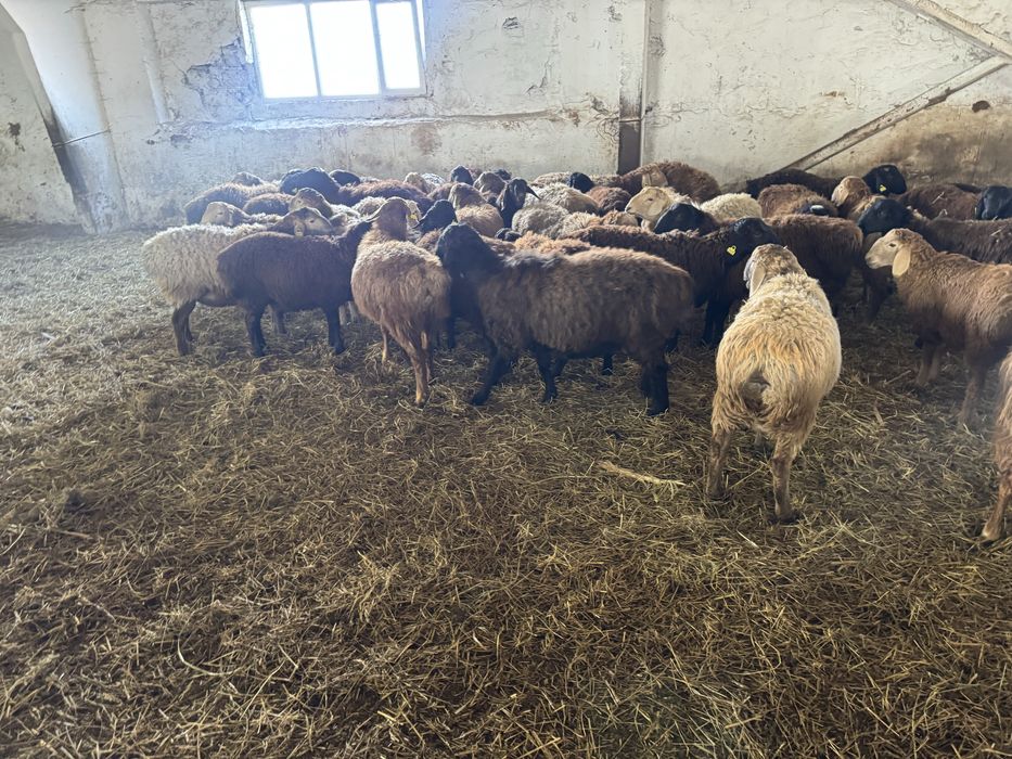 Продам кошкаров на племя