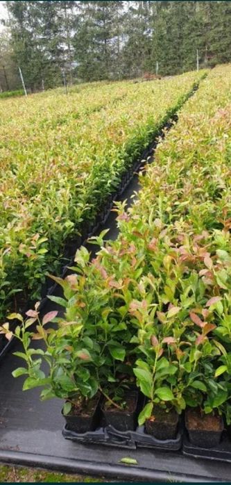 Американска боровинка в саксия