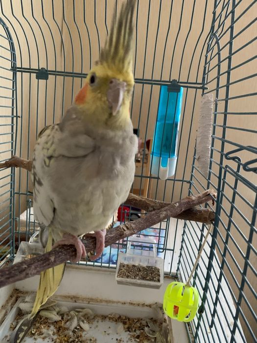 Продаётся корелла самка полу ручная