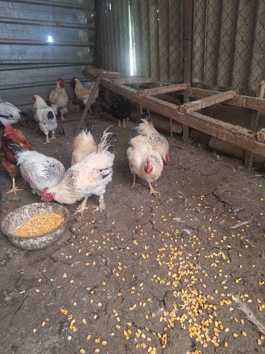 Продам петухов молотки