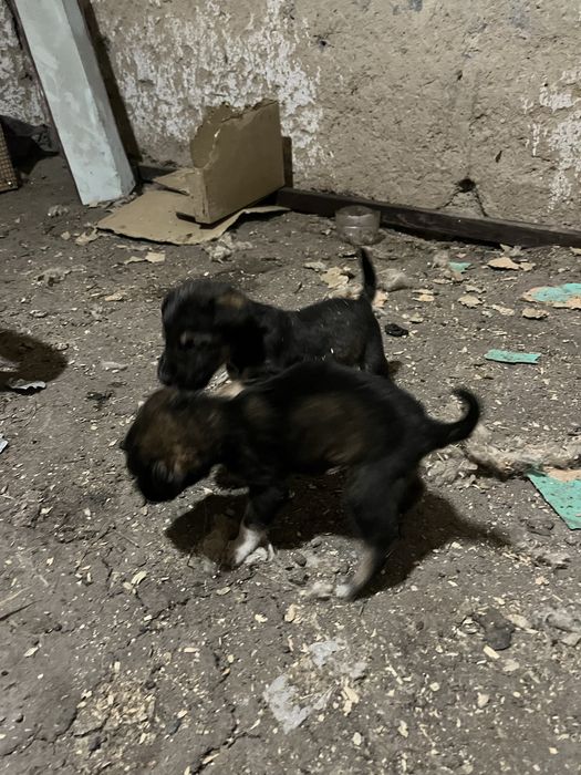 Тазы кушыктеры сатылады