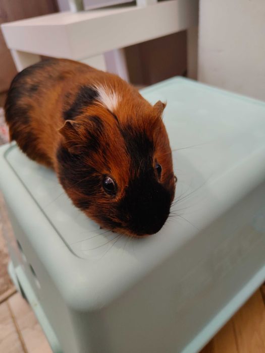 Продавам морски свинчета