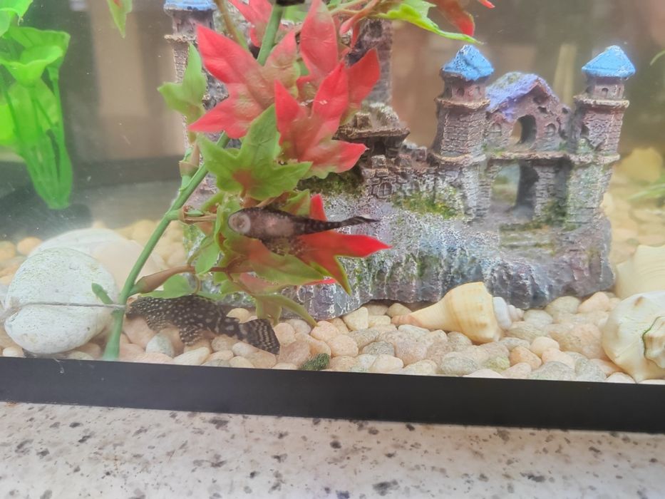 Сомы | Сомики | Сомята анцитрус