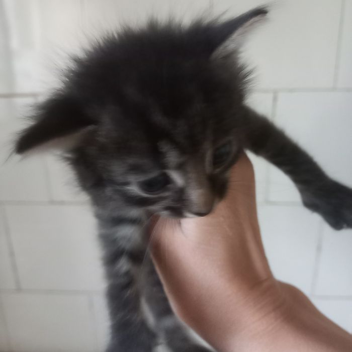 Вислоухий котёнок ещё месяц нету мальчик