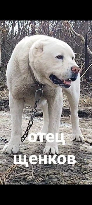 Щенки САО,Волкодав,Тобет белые девочки