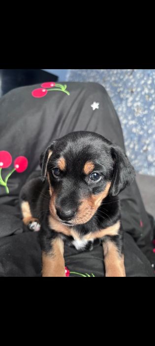 Отдам щенка в добрые руки