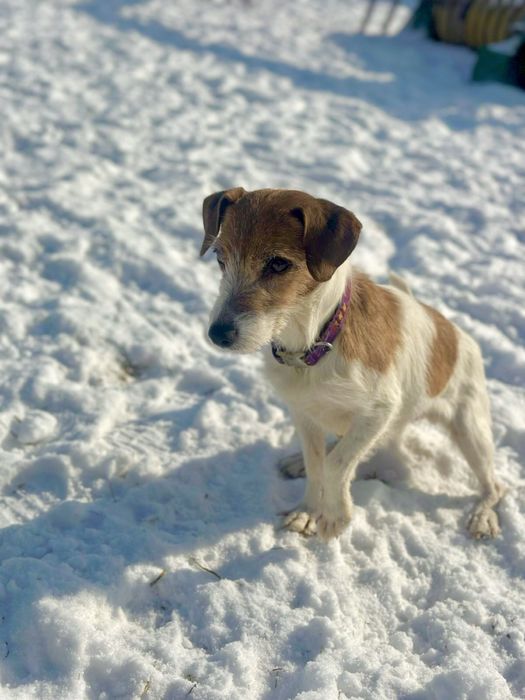 Активная девочка Джек Рассел терьер