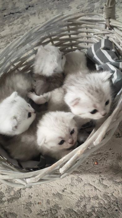 Шотландский вислоухий кот. Вязка