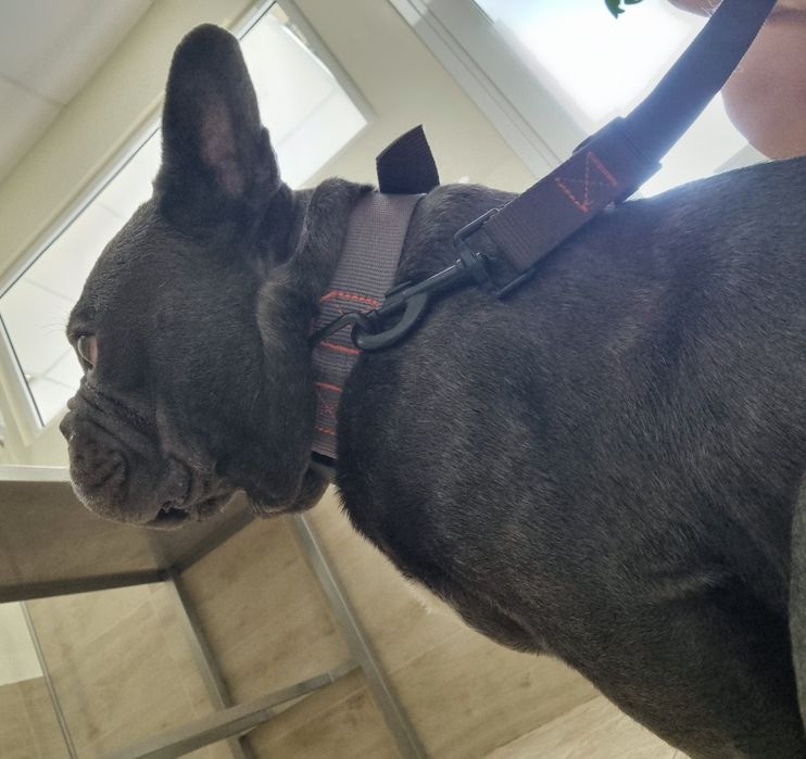 Blue Френски Булдог Мъжки