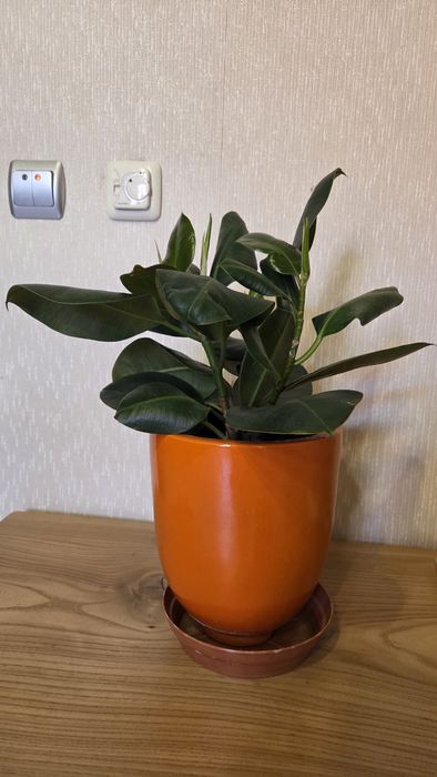 Продам фикус в керамическом горшке