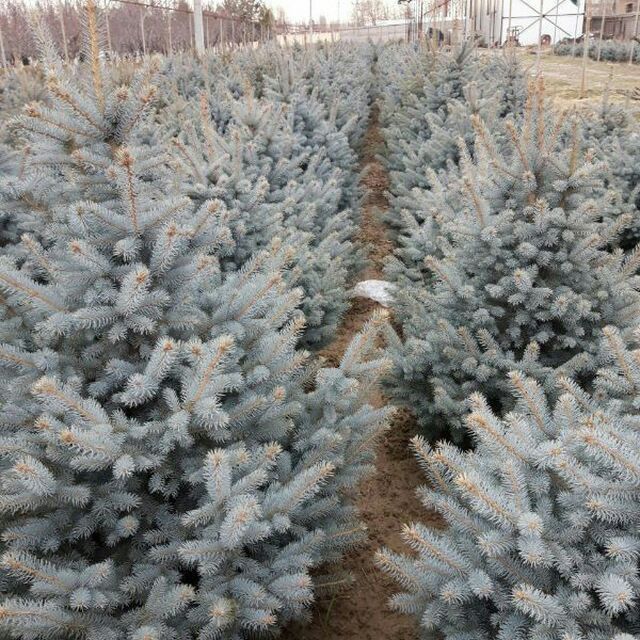 Yel Galuboyyel Gallubayyel Yel