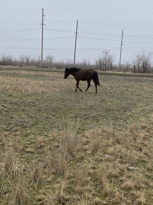 Пролам илм обменяю жеребчика на стельную телку