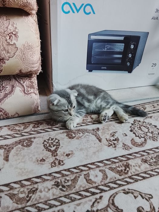 Шотландская вислоухая