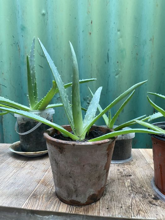 Продам алоэ укорененные адаптированные