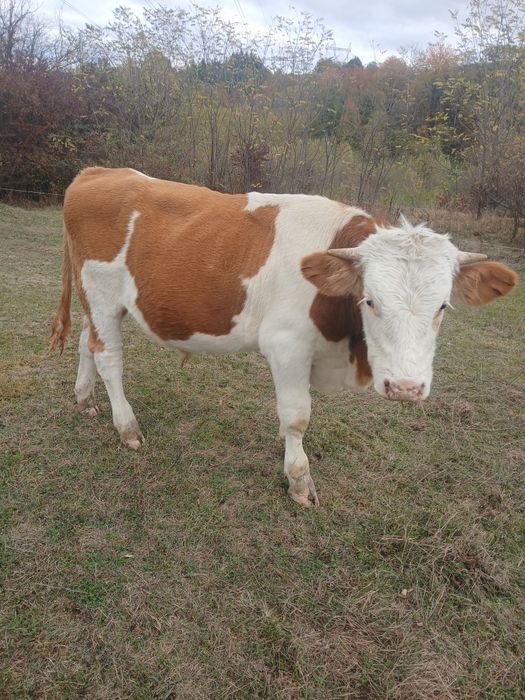 Vand vacă balțata româneasca și doi tauri  bălțați